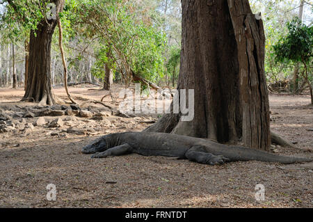 Ein Komodowaran liegt unter dem Baum im Komodo National park Stockfoto