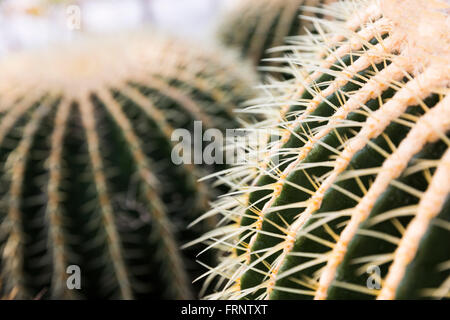 Echinocactus Grusonii, im Volksmund bekannt als golden Barrel Cactus, goldene Kugel oder komisch, Mutter-in-Law-Kissen ist ein Wel Stockfoto