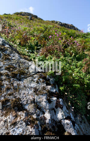 Die Landschaft auf der Insel Skomer vor der Küste von Pembrokshire in Wales, wo die Papageientaucher auf der Insel reichlich vorhanden sind. Stockfoto