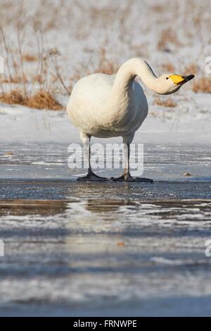 Singschwan (Cygnus Cycnus) erreicht den Hals auf dem Eis eines gefrorenen Sees in Finnland im Winter. Stockfoto