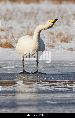 Singschwan (Cygnus Cycnus) erreicht den Hals auf dem Eis eines gefrorenen Sees in Finnland im Winter. Stockfoto