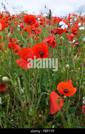 Tiefrote Mohnblumen in einem Bauernhof-Feld in der britischen Landschaft, über die Landschaft. Stockfoto