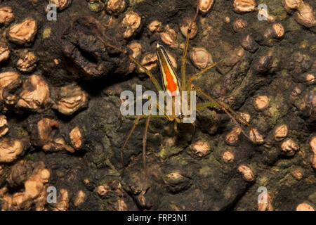 Luchs-Spinne, Oxyopes pankajii Oxyopidae, Mumbai, Maharashtra, Indien. Gekennzeichnet durch die Anwesenheit von Dornen auf den Beinen Stockfoto