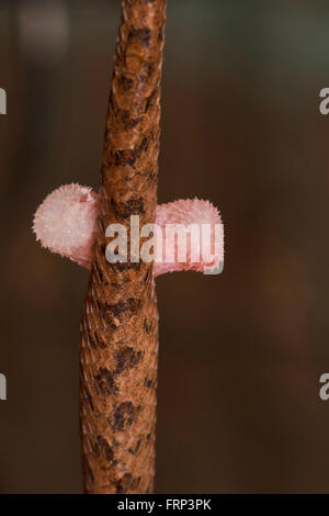 Katze, Schlange, boiga sp., colubridae, Coorg, Karnataka, Indien Stockfoto