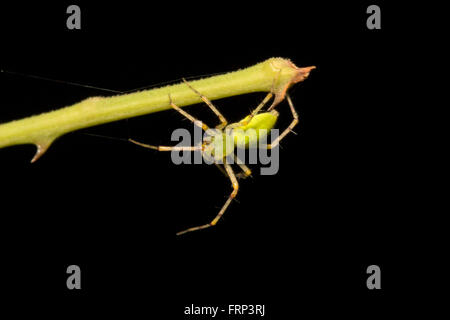 Grüne Luchs Spider, Peucatia SP., Oxyopidae, Bangalore, Karnataka, Indien Characterised durch das Vorhandensein von Stacheln auf Beinen Stockfoto