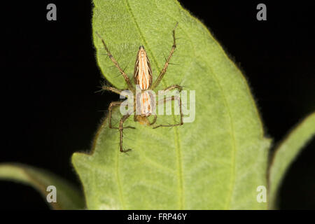 Luchs-Spider, Oxyopes sp, Oxyopidae, Bangalore, Karnataka, Indien Characterised durch das Vorhandensein von Stacheln auf Beinen Stockfoto