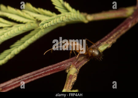 Weaver Ameise, Oecophylla Smaragdina, Ameisen, Bangalore, Karnataka, Indien Stockfoto