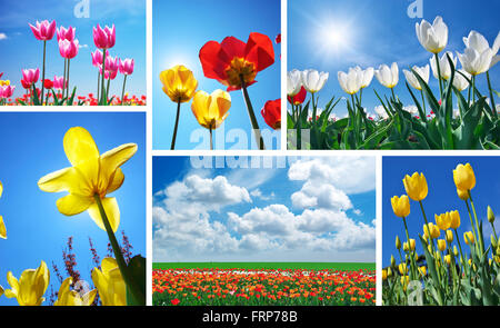 Eingestellt von Frühling Tulpen. Natur-Komposition. Stockfoto