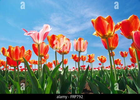 Tulpen und Himmelshintergrund. Zusammensetzung der Natur. Stockfoto