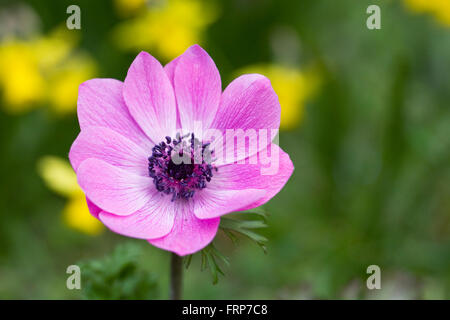 Anemone Harmonie flower Serie unter Tete ein Tete Narzissen. Stockfoto