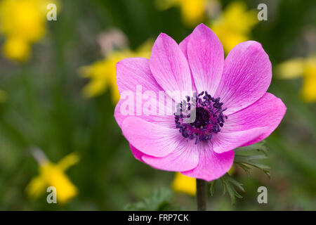 Anemone Harmonie flower Serie unter Tete ein Tete Narzissen. Stockfoto