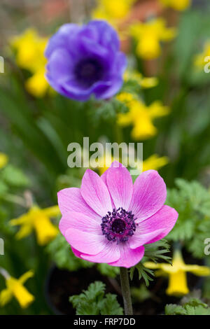 Anemone Harmonie flower Serie unter Tete ein Tete Narzissen. Stockfoto