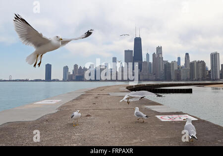 Eine Herde von Möwen auf der Mole am Nordstrand Allee vor der Skyline der Innenstadt in Chicago, Illinois, Vereinigte Staaten Stockfoto