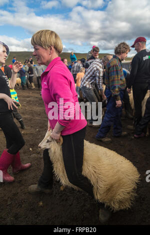 Isländische Frau Sorten Schafe auf der jährlichen Herbst Schafe Roundup in Svinavatn, Island Stockfoto