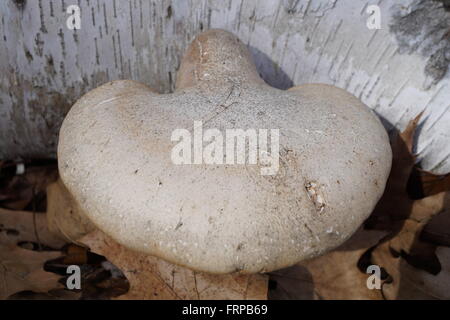 Halterung Pilze geben. Ein Rasiermesser Streichriemen (Birke Polypore) Pilz wächst aus einer Birke-Protokoll. Wissenschaftlicher Name ist "Piptoporus Betulinus." Stockfoto