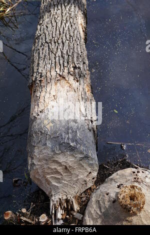 Ein Baum, der durch einen Biber gefällt wurde. Stockfoto