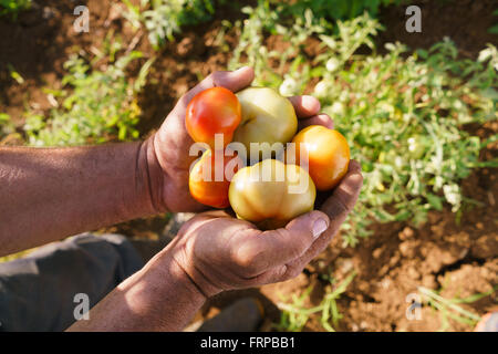Landwirtschaft und Anbau in Lateinamerika. Applying hispanische Landwirt mit roten und grünen Tomaten in den Händen, ihnen zu zeigen Stockfoto