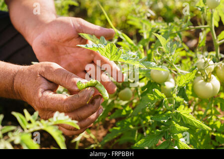 Landwirtschaft und Anbau in Lateinamerika. Applying hispanische Landwirt in einem Tomaten-Feld zeigt einen Fehler, der die Pflanze t wirkt sich Stockfoto
