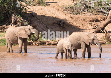 Afrikanische Elefanten (Loxodonta Africana) Kreuzung Fluß mit jung, Samburu National Reserve, Kenia Stockfoto