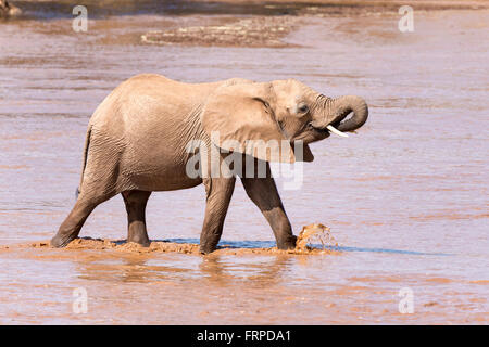 Afrikanischer Elefant (Loxodonta Africana), Kalb, überquert einen Fluss, Samburu National Reserve, Kenia Stockfoto