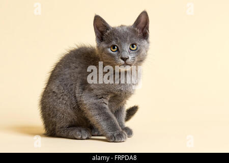 Reinrassige Katze Russisch Blau Kätzchen, 9 Wochen Stockfoto