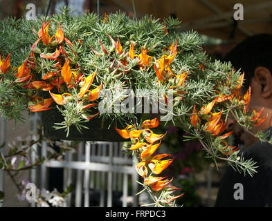 Lotus Barthelotii, Papagei den Schnabel, der Pelikan Schnabel, beständiges ornamentalen Kraut mit roten Schnabel schlank Flugblätter, orange Blüten Stockfoto