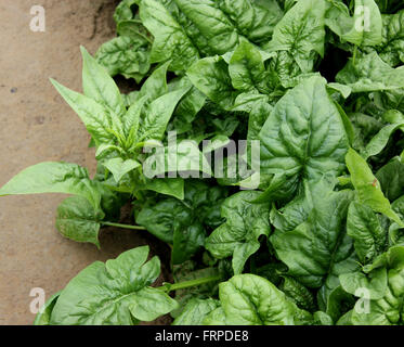 Grunes Gemuse Palak Pflanze Spinat Feld Urli Kanchan Pune Maharashtra Indien Asien Stockfotografie Alamy