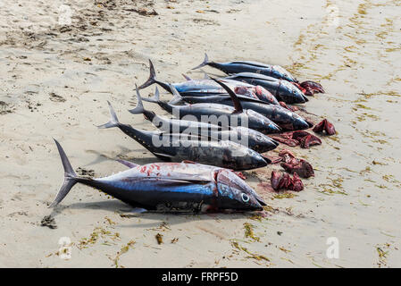 Frischer Thunfisch auf den Strand von Tamarin Bucht von Mauritius Stockfoto