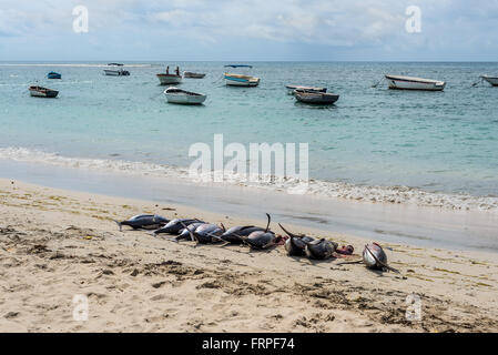 Frischer Thunfisch auf den Strand von Tamarin Bucht von Mauritius Stockfoto