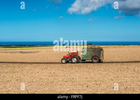 Mauritius-Zuckerrohr-Ernte auf dem Feld mit Erntemaschinen und LKW mit Volllast von geerntetem Zuckerrohr Stockfoto