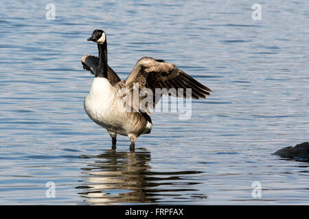 Kanadagans (Branta Canadensis) erstreckt sich seine Flügel Stockfoto