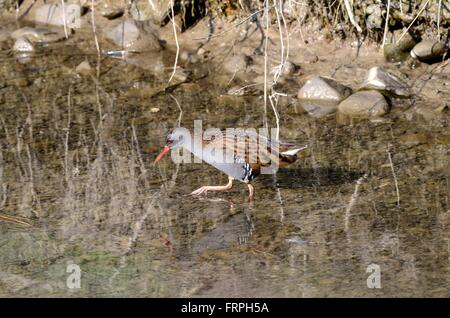 Wasser-Schiene Rallus Aquarticus Angeln auf einem alten schlammigen Kanal Carmarthenshire Stockfoto