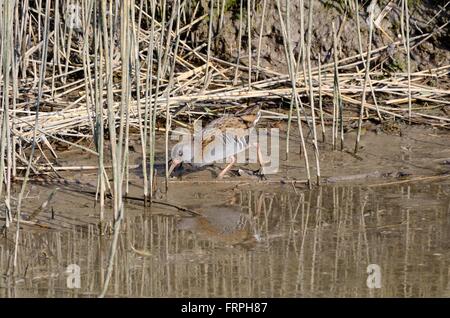 Wasser-Schiene Rallus Aquarticus Angeln auf einem alten schlammigen Kanal Carmarthenshire Stockfoto