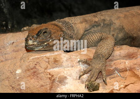 North American gemeinsame Chuckwalla (Sauromalus Ater), Nahaufnahme des Kopfes und Krallen Stockfoto