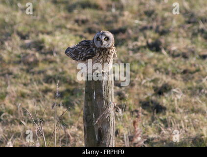 Eurasische Sumpfohreule (Asio Flammeus) posiert auf einem Mast Stockfoto