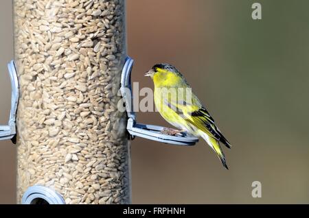 männliche Erlenzeisig Zuchtjahr Spinus auf ein Futterhäuschen voller Sonnenblumenkerne Stockfoto