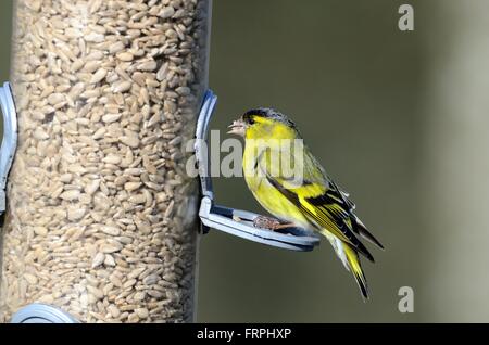 Erlenzeisig Cardulis Spinus Fütterung auf ein Futterhäuschen voller Sonnenblumenkerne Stockfoto