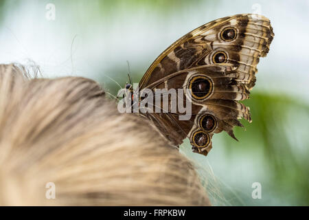 London, UK. 23. März 2016. Live tropische Schmetterlinge füllen das Schmetterlingshaus für die zurückkehrenden "Sensationelle Schmetterlinge" Ausstellung im Natural History Museum Credit: Guy Corbishley/Alamy Live News Stockfoto