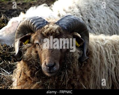 Die Skudde Ram auf Wiese Foto-16.03.2016 Stockfoto