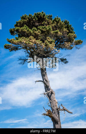 Kaikoura, Neuseeland. 21. Oktober 2015. Kaikoura, Neuseeland - 21. Oktober 2015 - ein Alter Baum vor einem blauen Himmel auf 21. Oktober 2015 in Kaikoura, Neuseeland gesehen wird. © Dpa/Alamy Live-Nachrichten Stockfoto