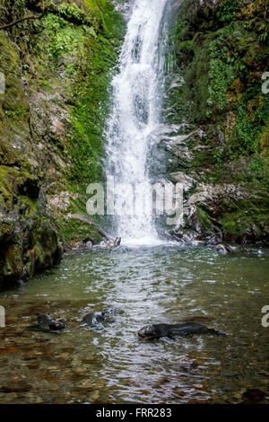 Kaikoura, Neuseeland. 22. Oktober 2015. Kaikoura, Neuseeland - 22. Oktober 2015 - New Zealand Fell Jungrobben (Arctocephalus Forsteri) spielen in Ohau Stream am 22. Oktober 2015 in Kaikoura, Neuseeland. © Dpa/Alamy Live-Nachrichten Stockfoto