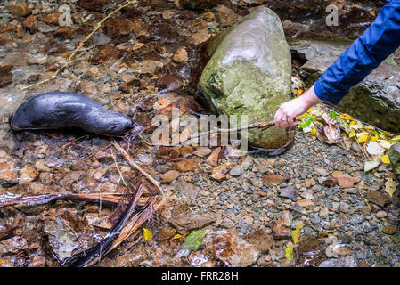 Kaikoura, Neuseeland. 22. Oktober 2015. Kaikoura, Neuseeland - 22. Oktober 2015 - A New Zealand Fur Seal Pup (Arctocephalus Forsteri) spielt mit einem Holzstab durch ein Tourist am Ohau Stream am 22. Oktober 2015 in Kaikoura, Neuseeland statt. © Dpa/Alamy Live-Nachrichten Stockfoto