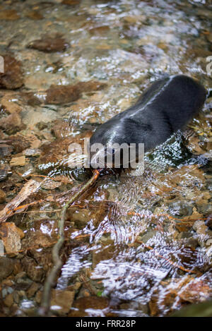 Kaikoura, Neuseeland. 22. Oktober 2015. Kaikoura, Neuseeland - 22. Oktober 2015 - A New Zealand Fur Seal Pup (Arctocephalus Forsteri) spielt mit einem Holzstab Ohau Stream am 22. Oktober 2015 in Kaikoura, Neuseeland. © Dpa/Alamy Live-Nachrichten Stockfoto