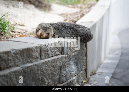 Kaikoura, Neuseeland. 21. Oktober 2015. Kaikoura, Neuseeland - 21. Oktober 2015 - A New Zealand Fur Seal Pup (Arctocephalus Forsteri) liegt neben einem Gehweg am 21. Oktober 2015 in Kaikoura, Neuseeland. © Dpa/Alamy Live-Nachrichten Stockfoto