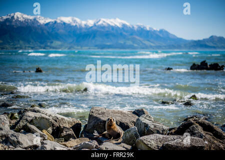 Kaikoura, Neuseeland. 21. Oktober 2015. Kaikoura, Neuseeland - 21. Oktober 2015 - A New Zealand Fur Seal Pup (Arctocephalus Forsteri) blickt auf vor dem Meer und den schneebedeckten Bergen am 21. Oktober 2015 in Kaikoura, Neuseeland. © Dpa/Alamy Live-Nachrichten Stockfoto