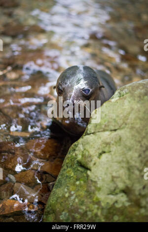 Kaikoura, Neuseeland. 22. Oktober 2015. Kaikoura, Neuseeland - 22. Oktober 2015 - A New Zealand Fur Seal Pup (Arctocephalus Forsteri) spielt in Ohau Stream am 22. Oktober 2015 in Kaikoura, Neuseeland. © Dpa/Alamy Live-Nachrichten Stockfoto