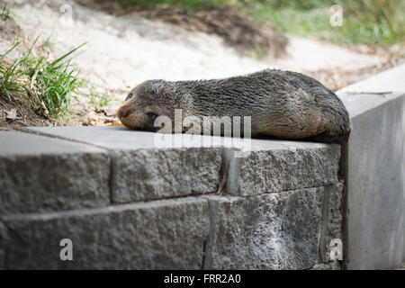 Kaikoura, Neuseeland. 21. Oktober 2015. Kaikoura, Neuseeland - 21. Oktober 2015 - A New Zealand Fur Seal Pup (Arctocephalus Forsteri) liegt neben einem Gehweg am 21. Oktober 2015 in Kaikoura, Neuseeland. © Dpa/Alamy Live-Nachrichten Stockfoto