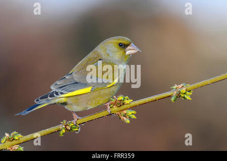 Europäischer Grünfink ( Carduelis chloris ), männlicher Vogel im Zuchtkleid, auf einem Zweig mit gelben Blüten, Wildtiere, Europa. Stockfoto