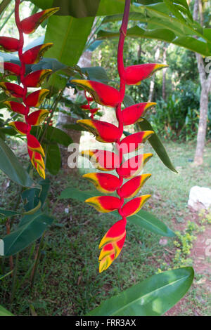 Krallen (Heliconia) oder Wild Kochbananen oder False Bird of Paradise - Hummer, wie in Sri Lanka Stockfoto