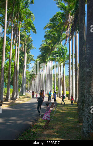 Die Palm Drive in den königlichen botanischen Garten in Peradeniya, Kandy, Sri Lanka Stockfoto